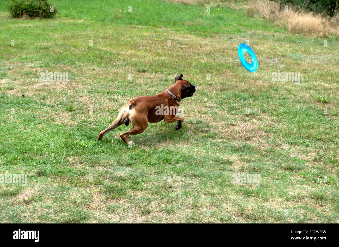 Dog chasing frisbee hotsell