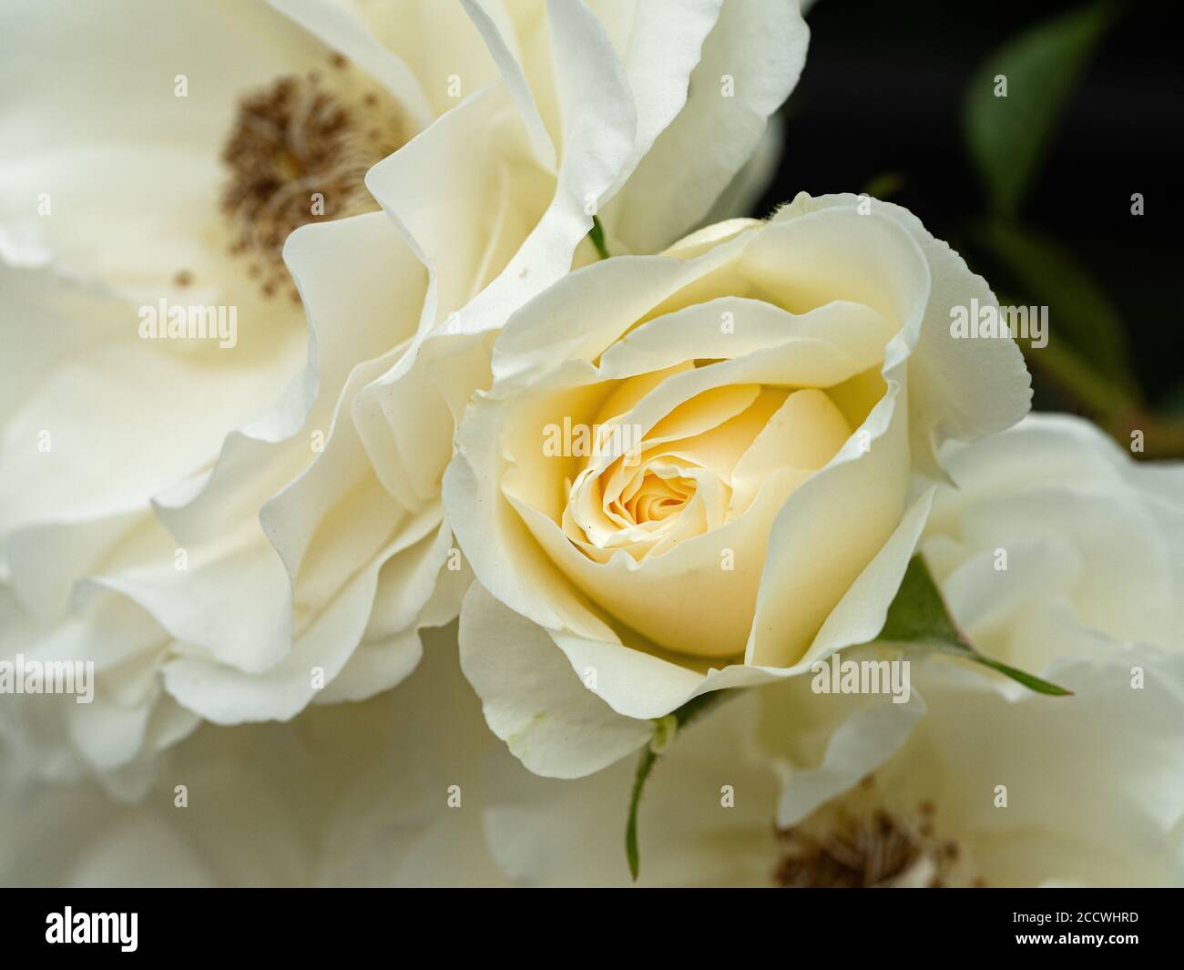 Opening rose bud hires stock photography and images Alamy