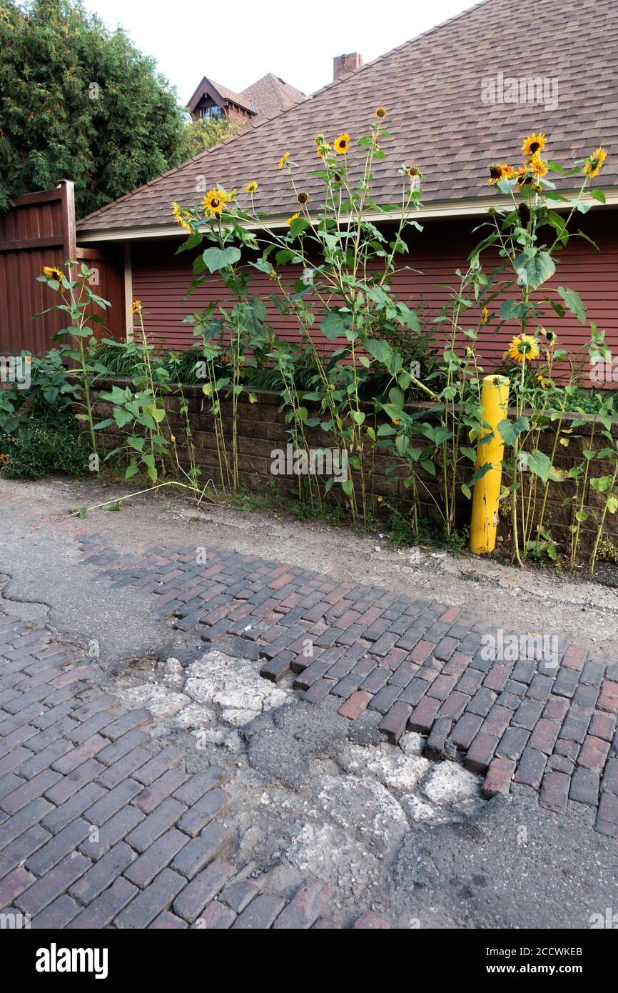 Needed beautification of a brick surfaced alley with serious potholes lined with sunflowers next to a garage. St Paul Minnesota MN USA Stock Photo