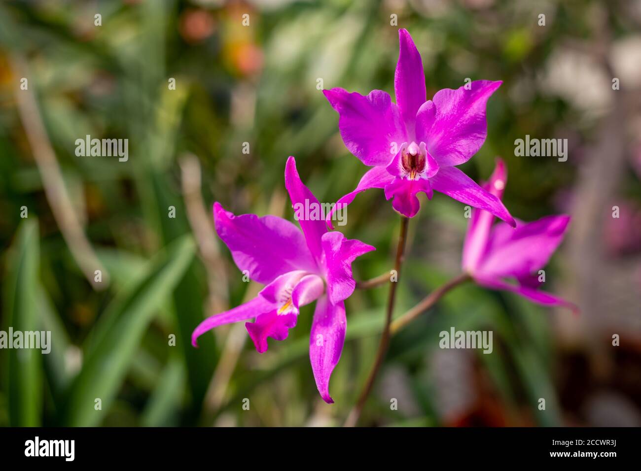 Orchid flowers on Laelia autumnalis in spring in a glasshouse in New Zealand Stock Photo