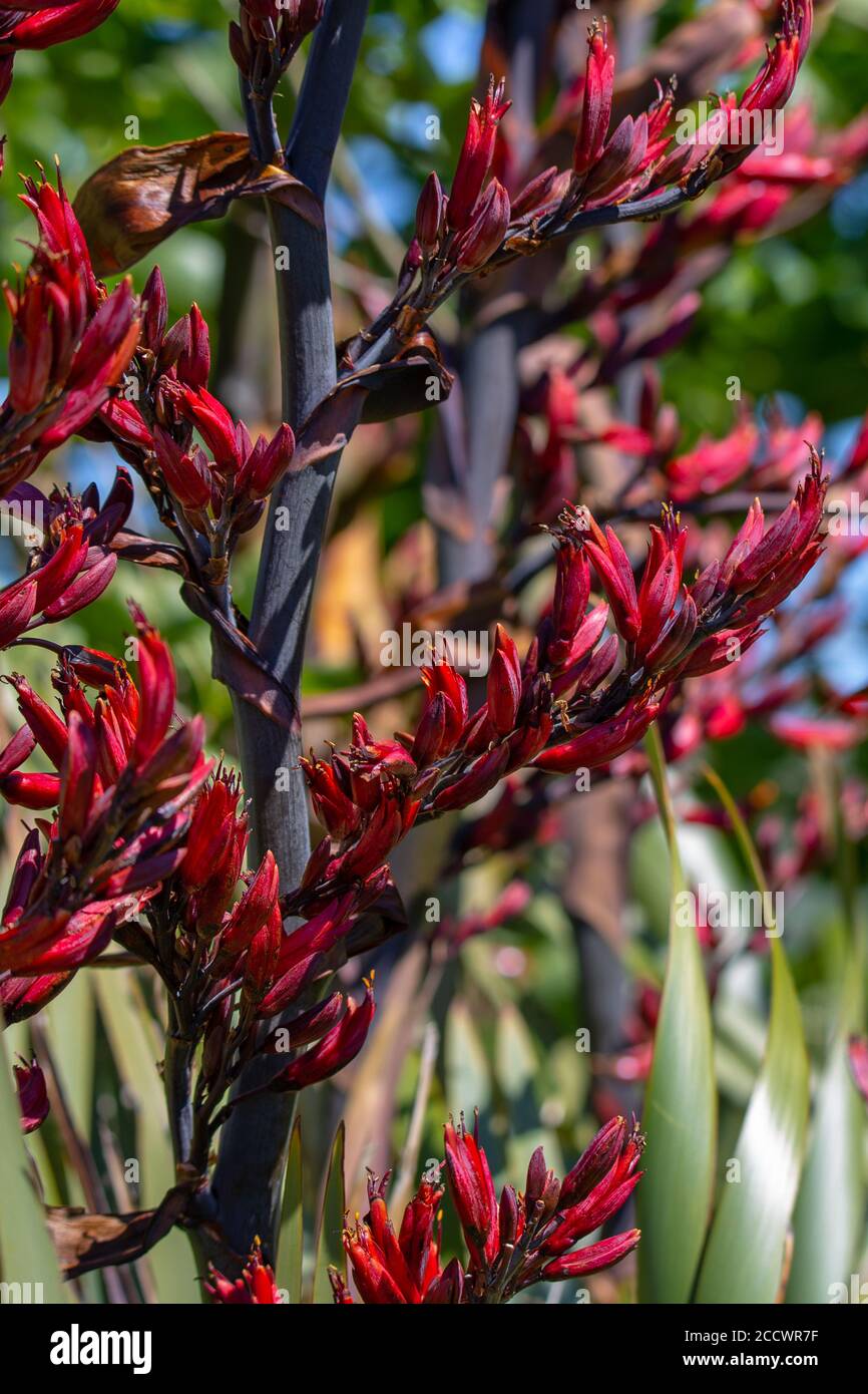 New Zealand flax, or harakeke, flowers in spring and attracts birds with its nectar Stock Photo