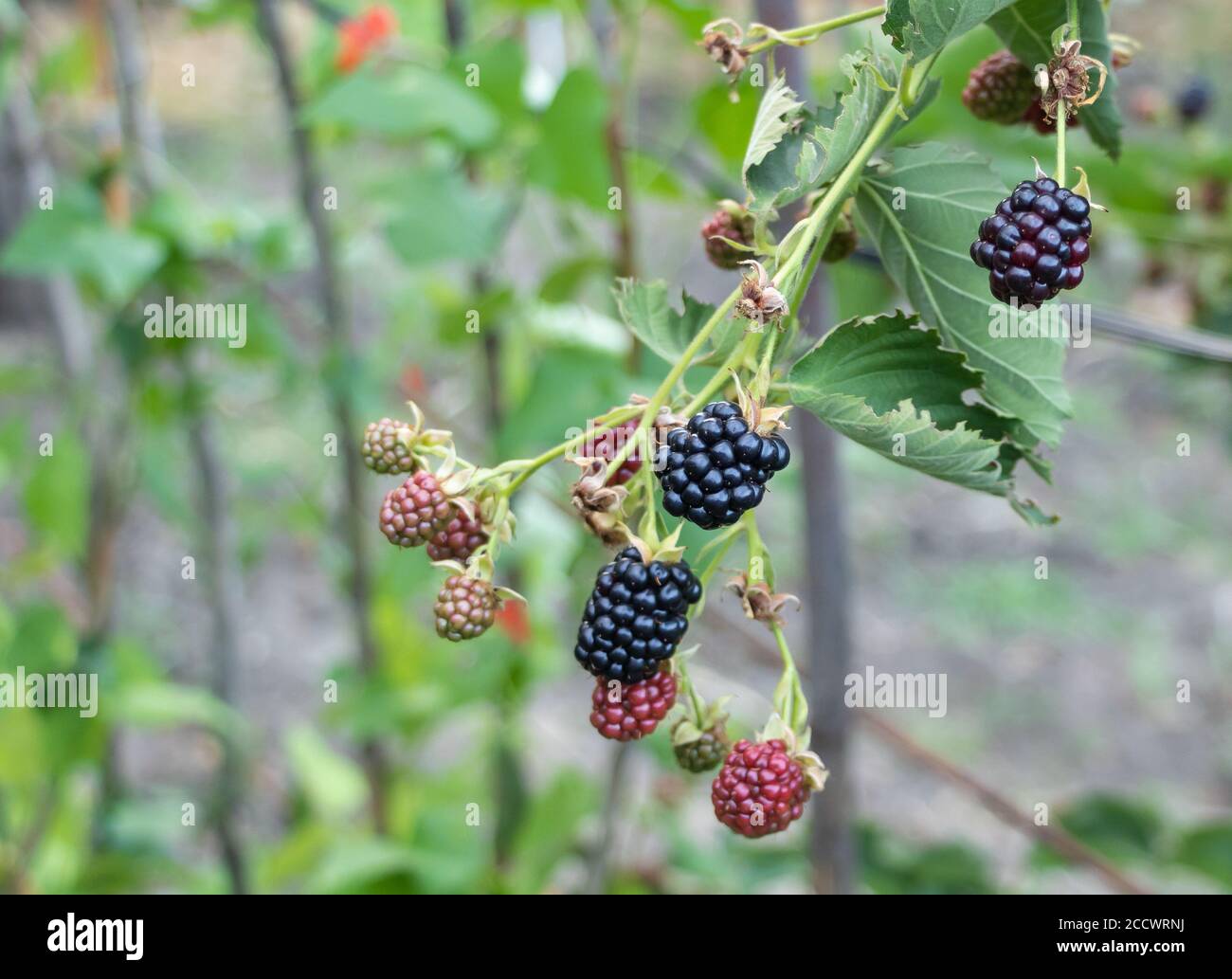 Blackberry bush in the process of ripening. Benefits of blackberries