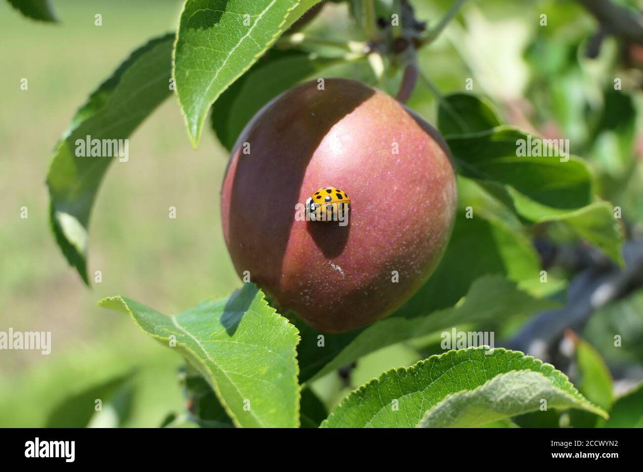 Red beetle with black dots called ladybird or ladybug sitting on a fine apple Stock Photo