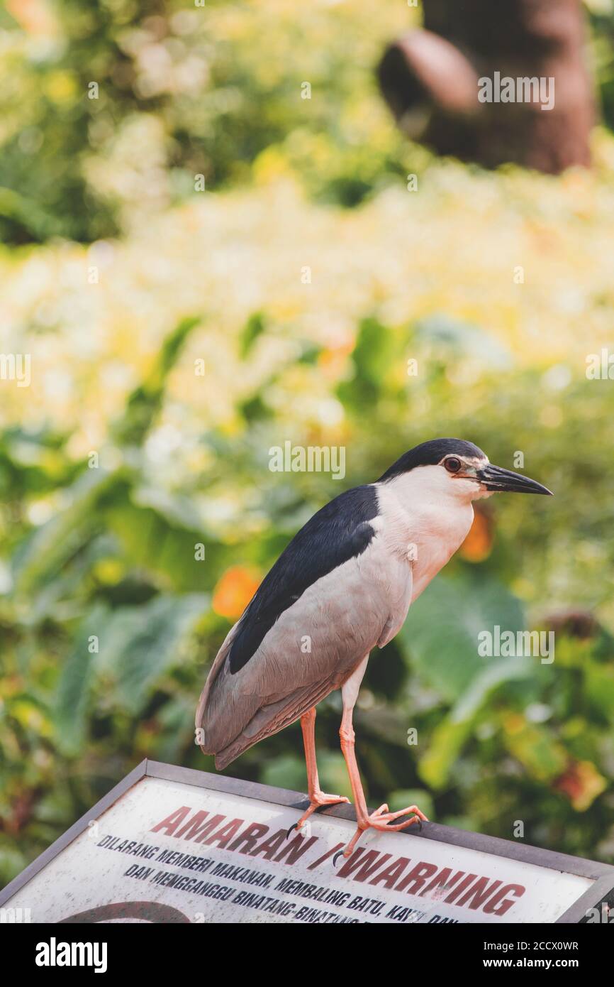 Malaysia birds nest hi-res stock photography and images - Alamy