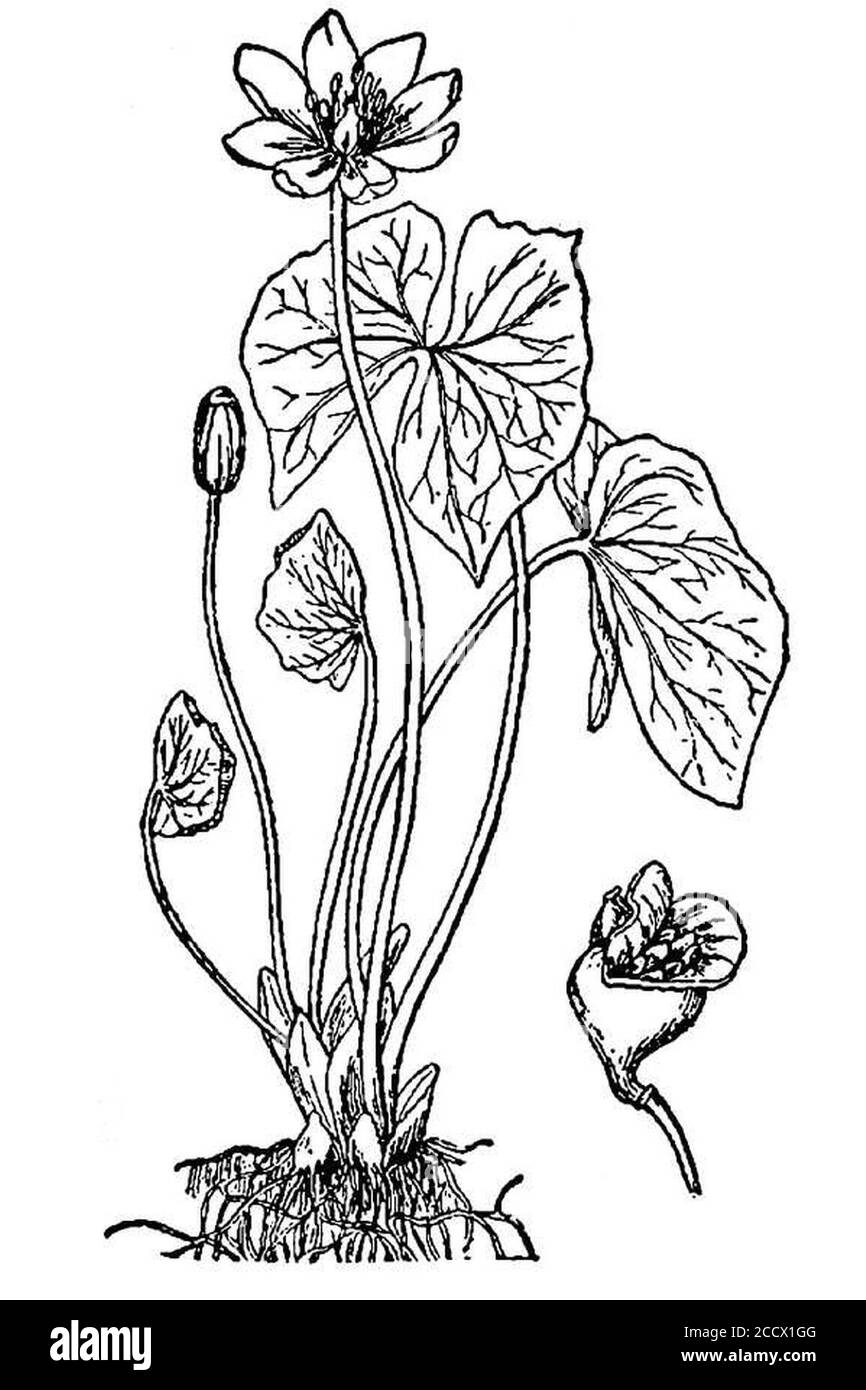 Jeffersonia diphylla BB-1913. Stock Photo