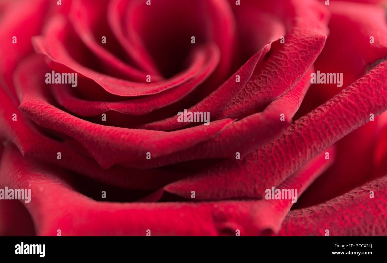 Soft floral red background. Macro blur flower. Red velvet rose Stock ...