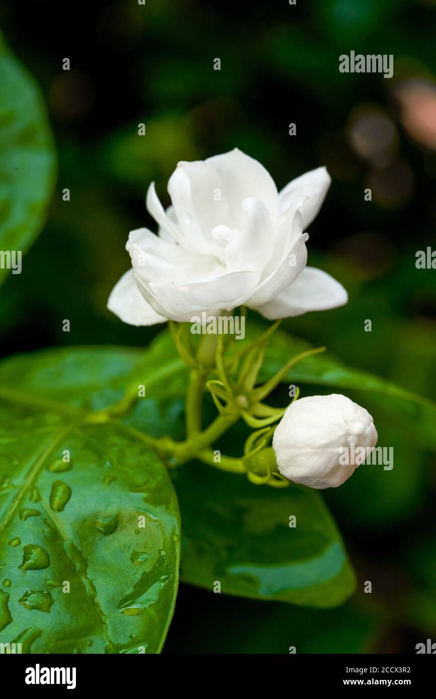 Jasmine Buds High Resolution Stock Photography and Images Alamy
