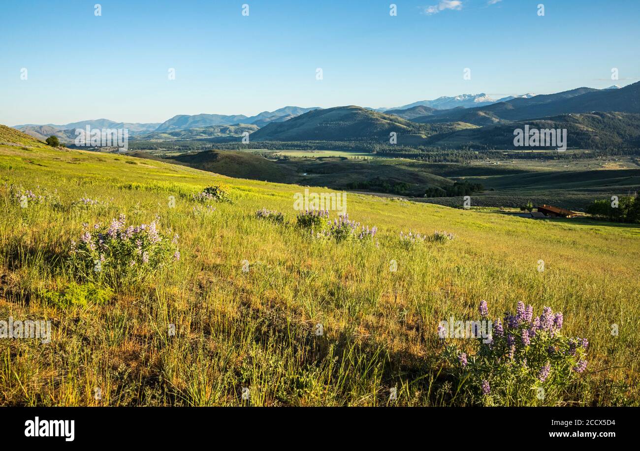 Grass and lupine cover the hillside in Spring along Lewis Butte trail in the Methow Valley outside Winthrop, Washington. Stock Photo