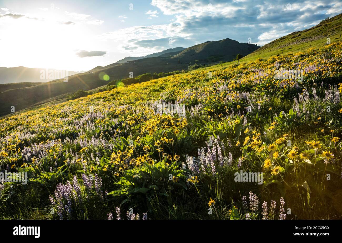 Wildflowers at sunset hi-res stock photography and images - Alamy