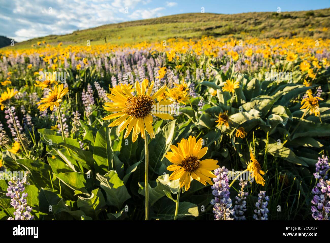 Balsamroot and Lupine covering the hillside of Lewis Butte outside Winthrop, Washington in the Methow Valley. Stock Photo