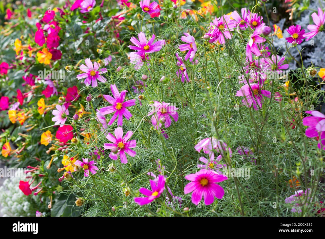 Cosmos plants (Cosmos bipinnatus)  - beautiful summer plants in the bee-friendly cottage garden Stock Photo