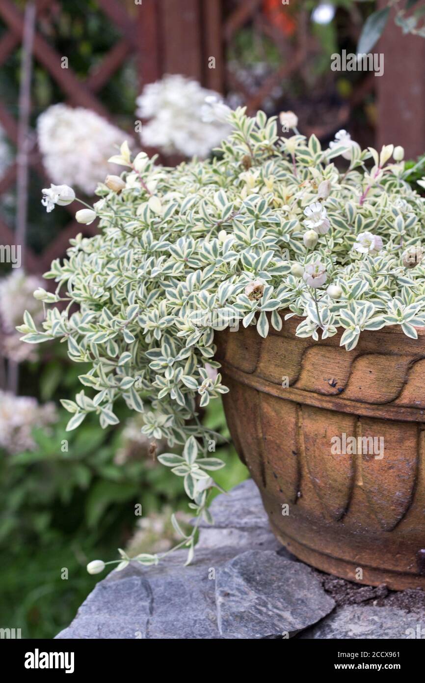 SILENE MARITIMA flowers blooming in a ceramic pot - ideal creeping, rockery plant for sunny place in the garden Stock Photo