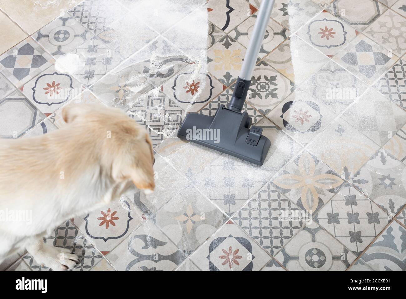 Naughty dog is afraid and barks at vacuum cleaner while cleaning house