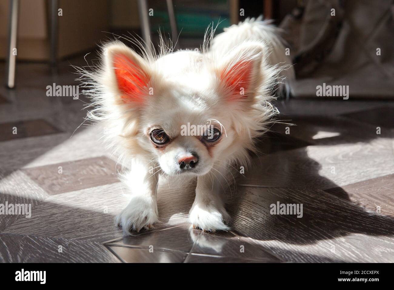 bored chihuahua