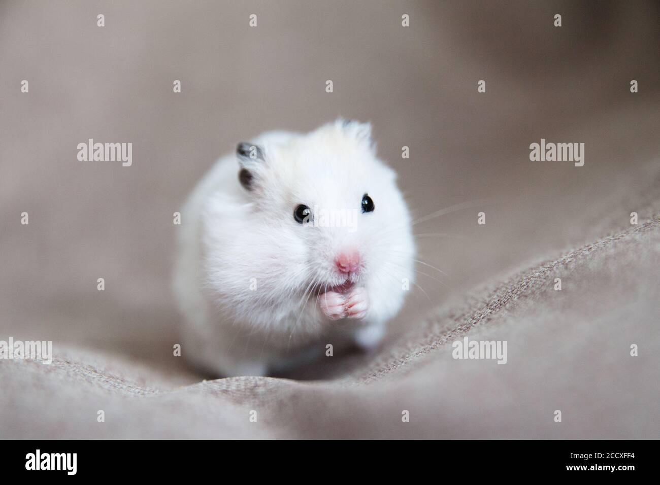 White hamster with pink paws and black eyes. Hamster pet Stock Photo