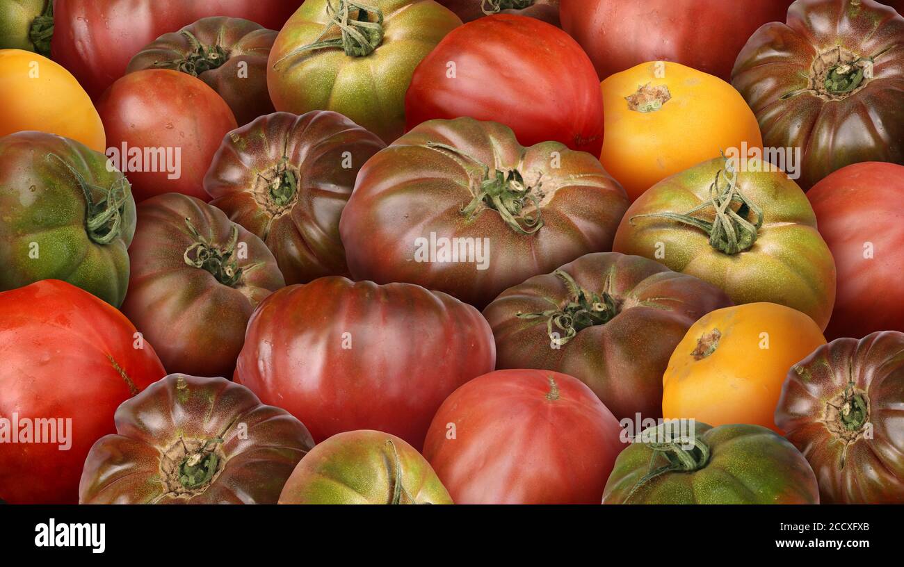 heirloom tomato and fresh ripe natural garden tomatoes background as delicious fruit ingredient. Stock Photo