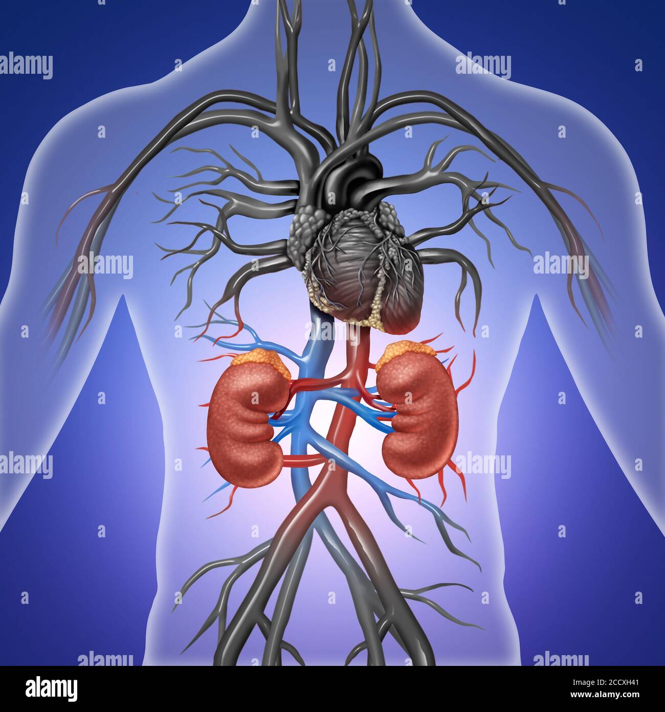 Human kidneys with red and blue arteries as a medical illustration of the inside anatomy of the urinary system as a diagram in a 3D illustration style Stock Photo