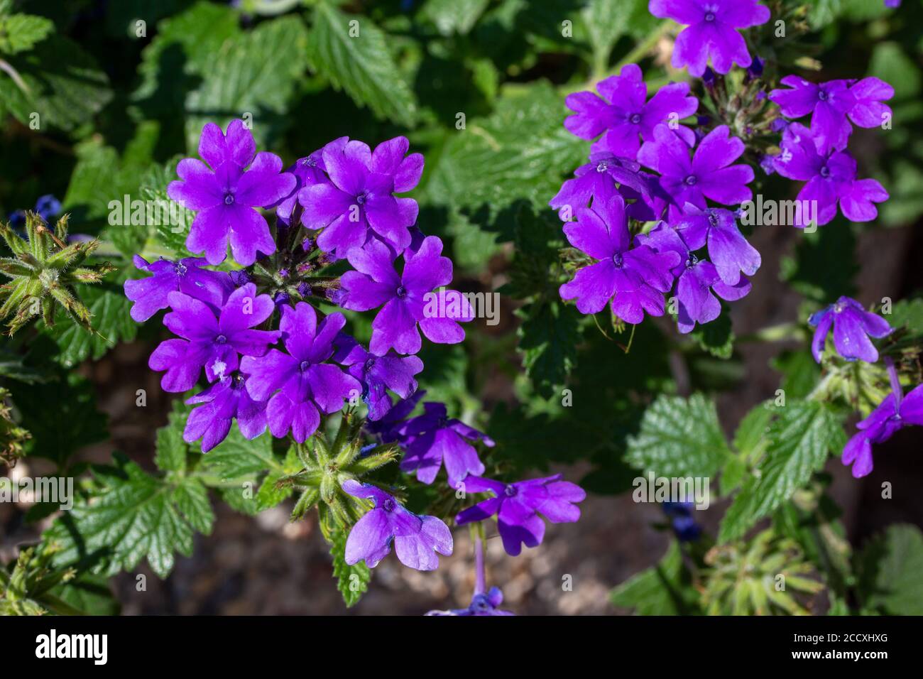 Close up view of bright purple blooming rose mock vervain flowers (glandularia canadensis) in a sunny ornamental garden Stock Photo