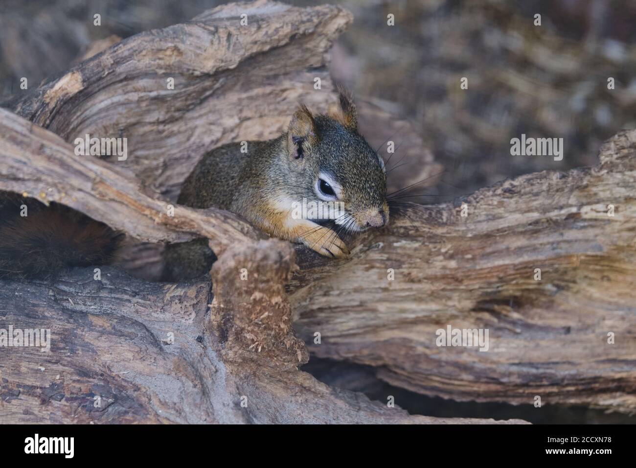 A rodents marmots chipmunks squirrel spotted on a tree trunk on hunting