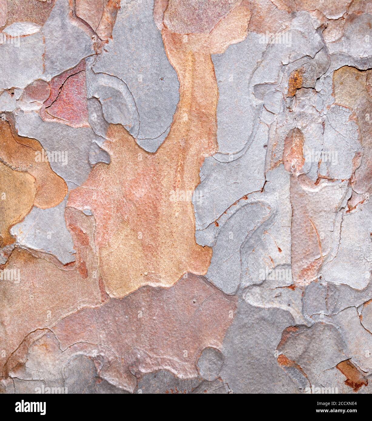 close up of ponderosa pine tree bark on tree Stock Photo