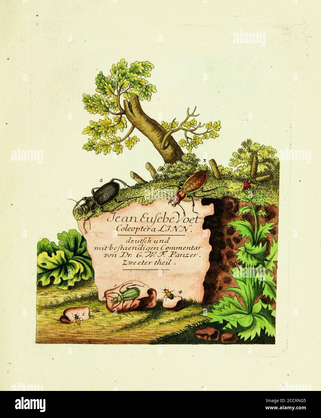 Johann Euseb Voets Beschreibungen und Abbildungen hartschaaligter Insekten, Coleoptera Linn Stock Photo
