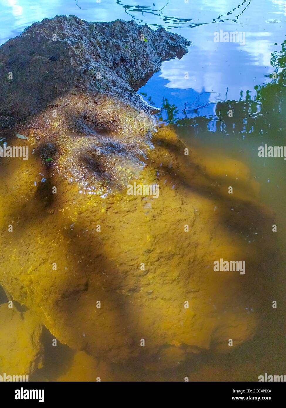 giant fluid