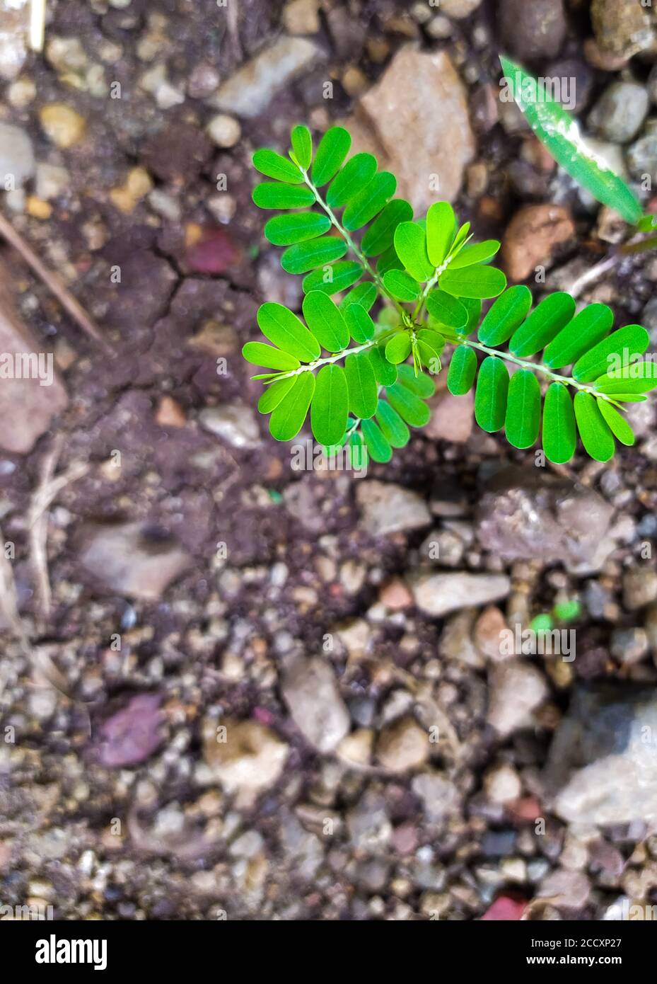 Little green leafs of small plant . Beginning of new born life grow in land Stock Photo
