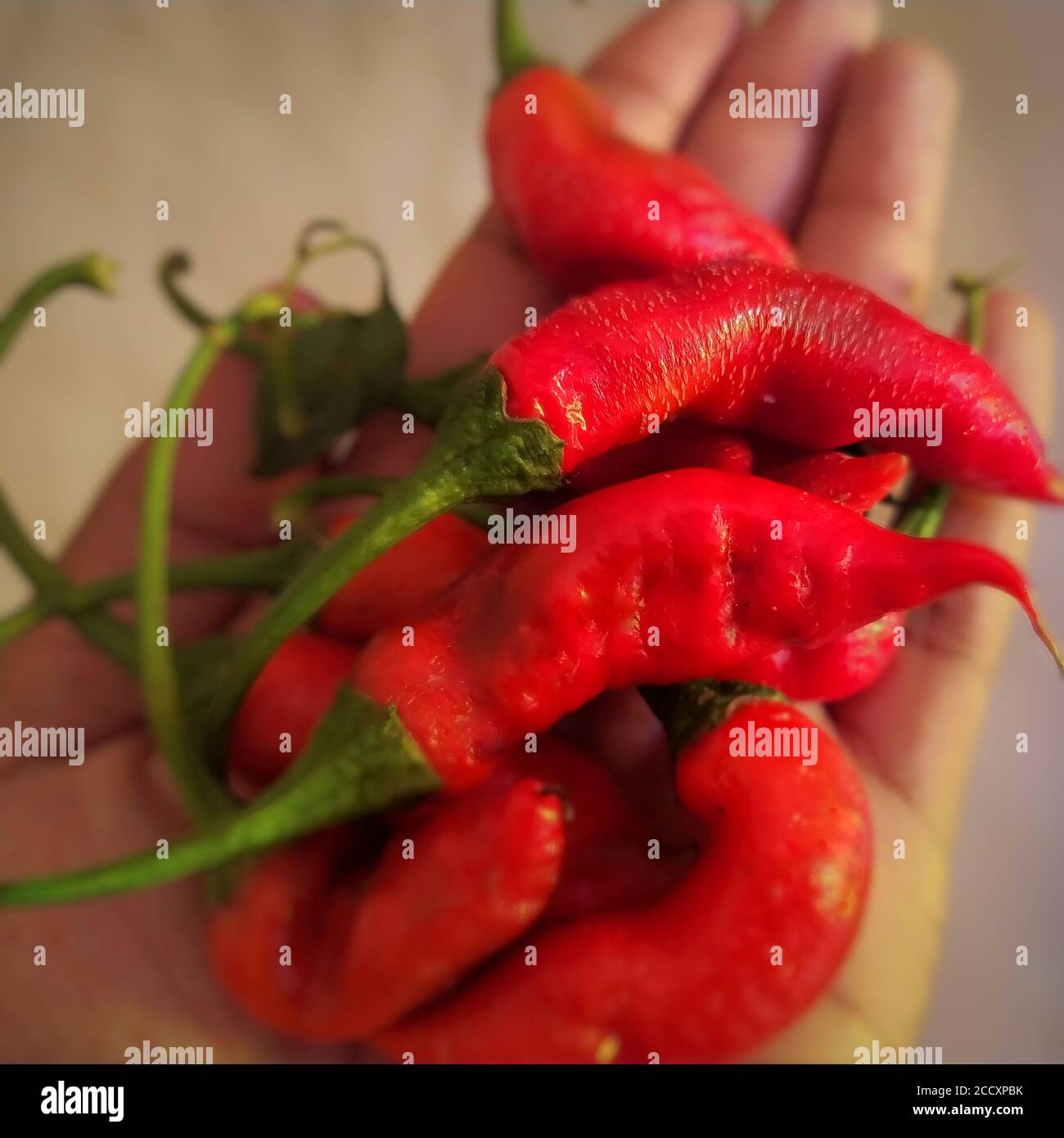 many ripe red hot chillies in palm of hand. acrid taste flavouring spice. Stock Photo