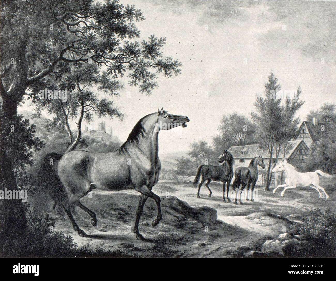 Johann Friedrich Steinkopf, Pferde aus Gestüt Grafeneck. Stock Photo