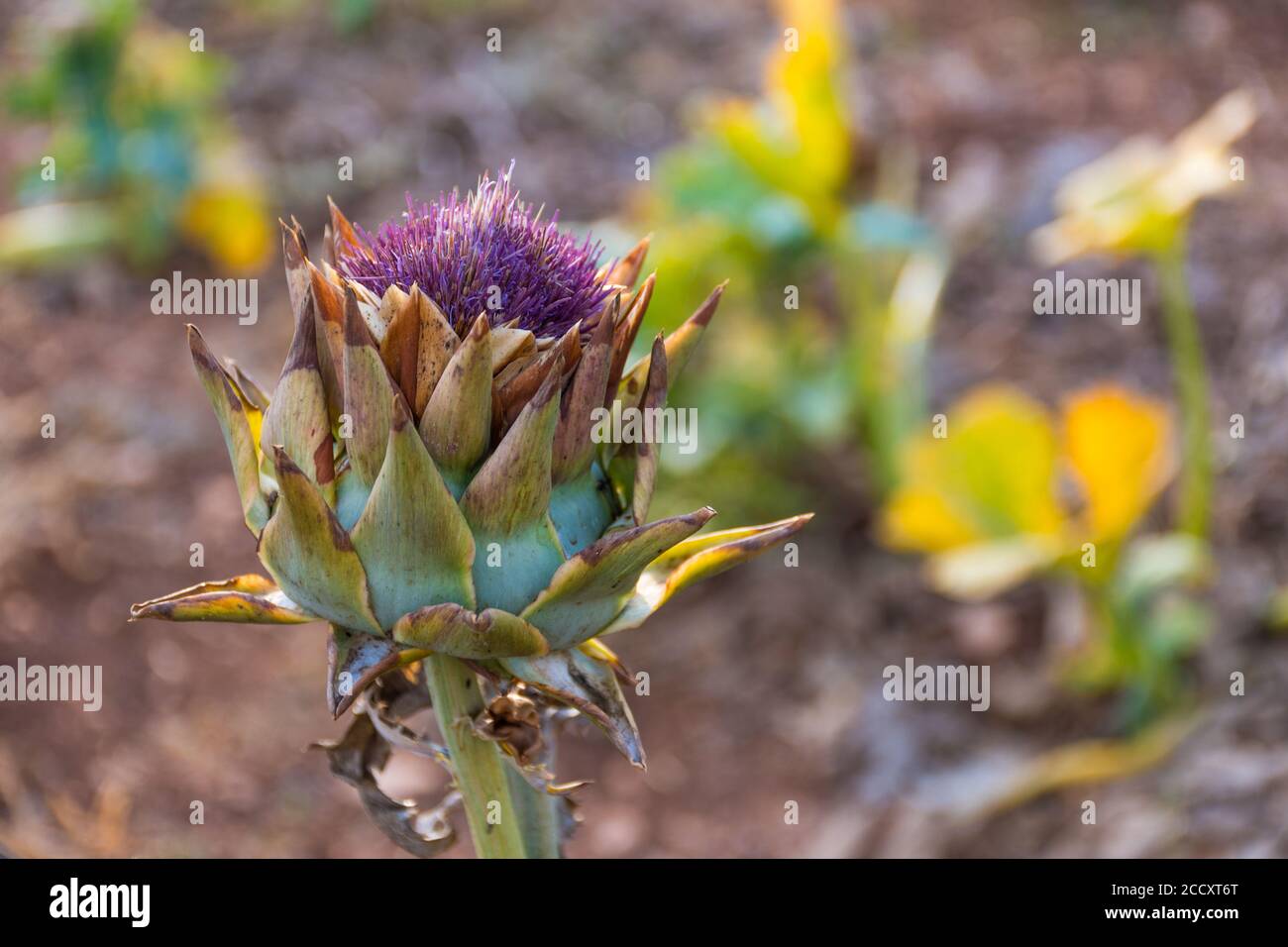 Artichoke head with flower in bloom cultivated in a market garden, close up Stock Photo