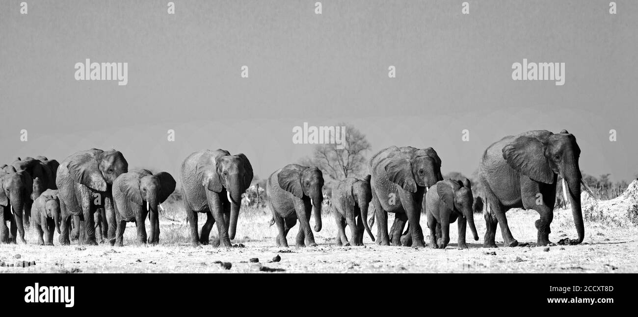 Panorama of a family herd of elephants walking across the golden sunlit African Plains in Hwange National Park, Zimbabwe, Southern Africa Stock Photo