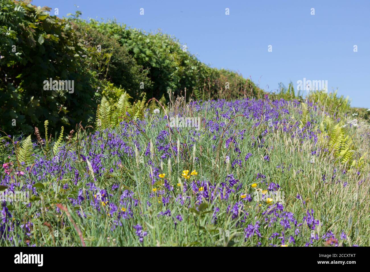 Wildflowers growing on roadside hi-res stock photography and images - Alamy