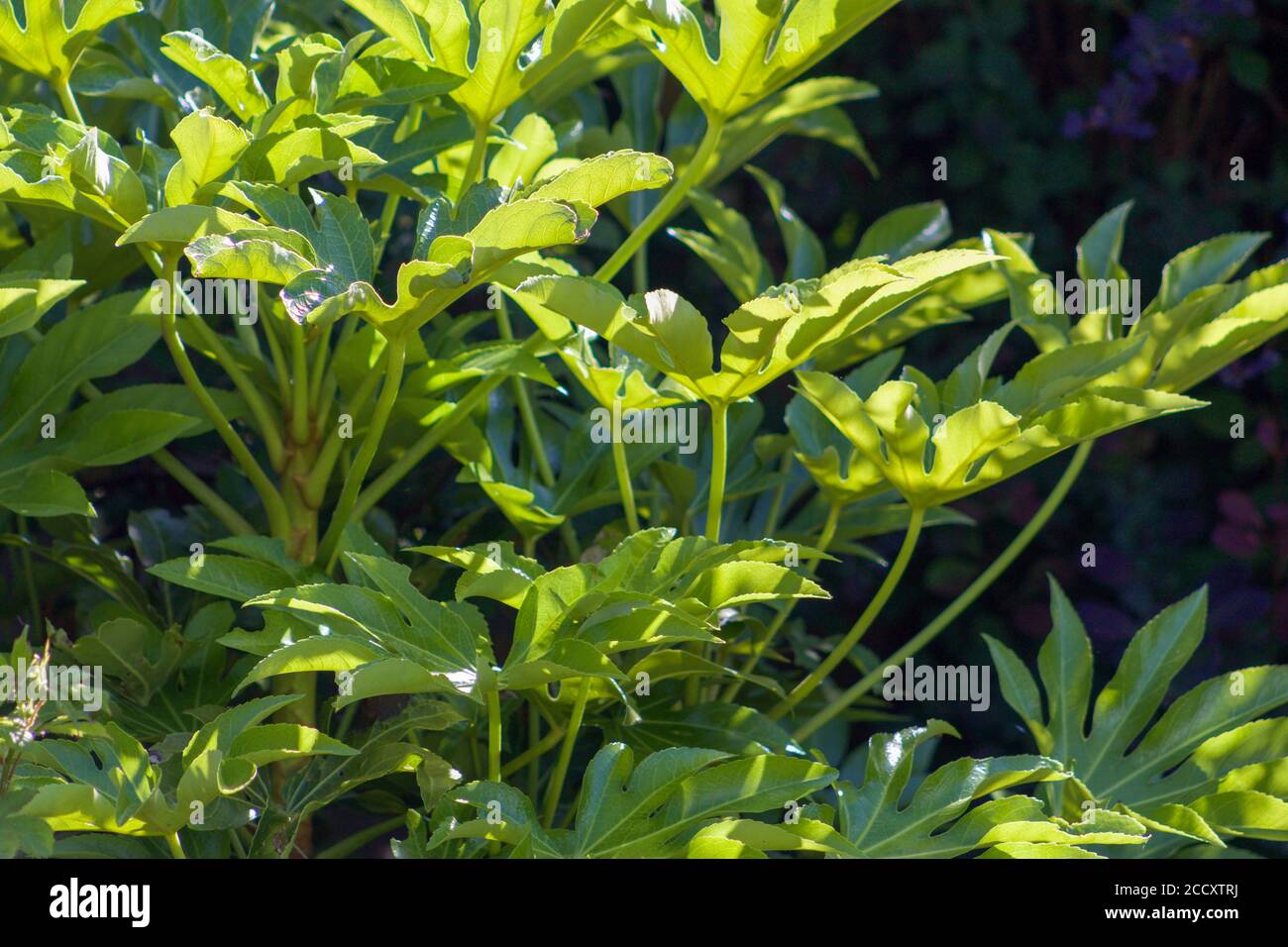 Sunlit Paerplant (Fatsia japonica) Stock Photo