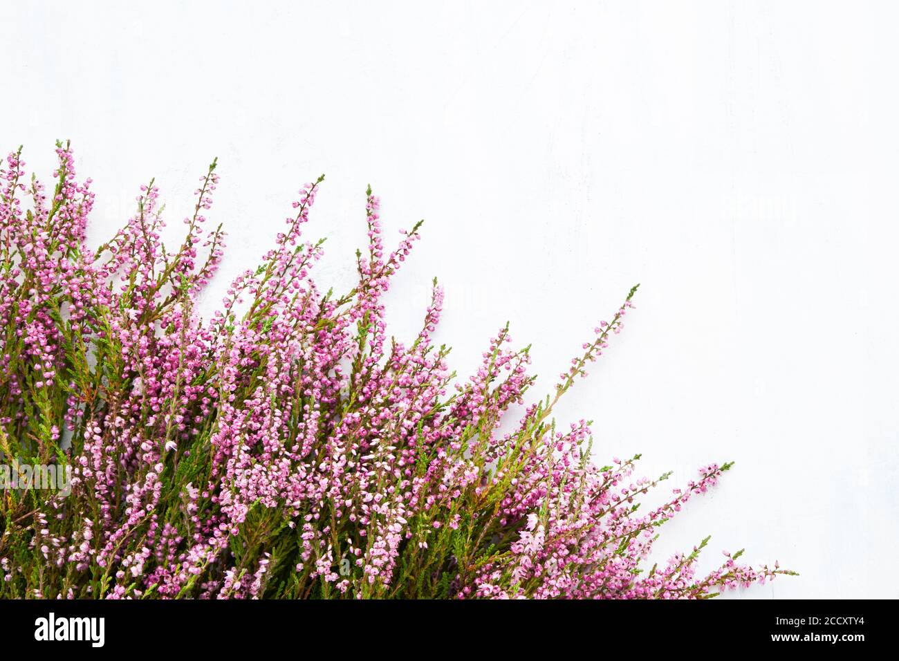 Pink Common Heather flowers bouquet on whte background. Copy space, top view. Flat lay, selective focus Stock Photo