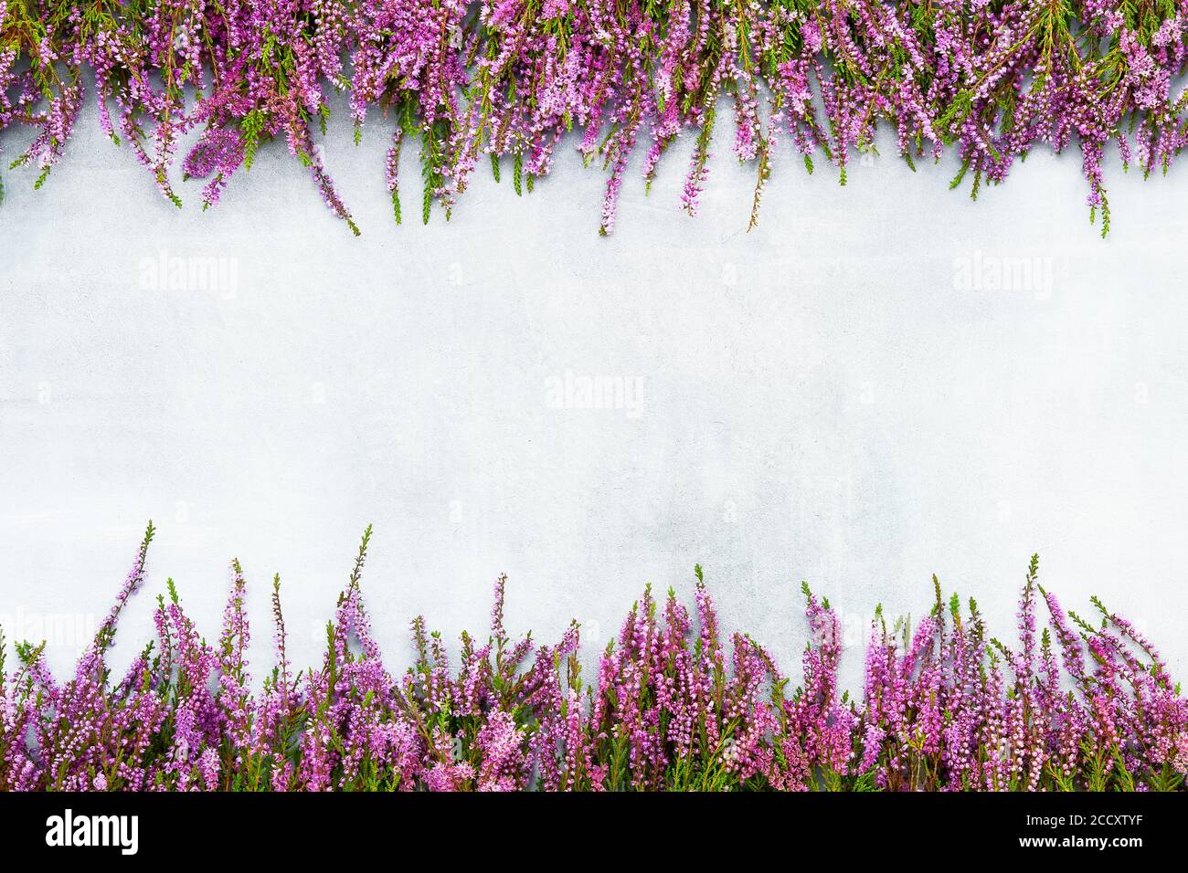 Pink Common Heather flowers frame on gray background. Copy space for text, top view. Flat lay Stock Photo