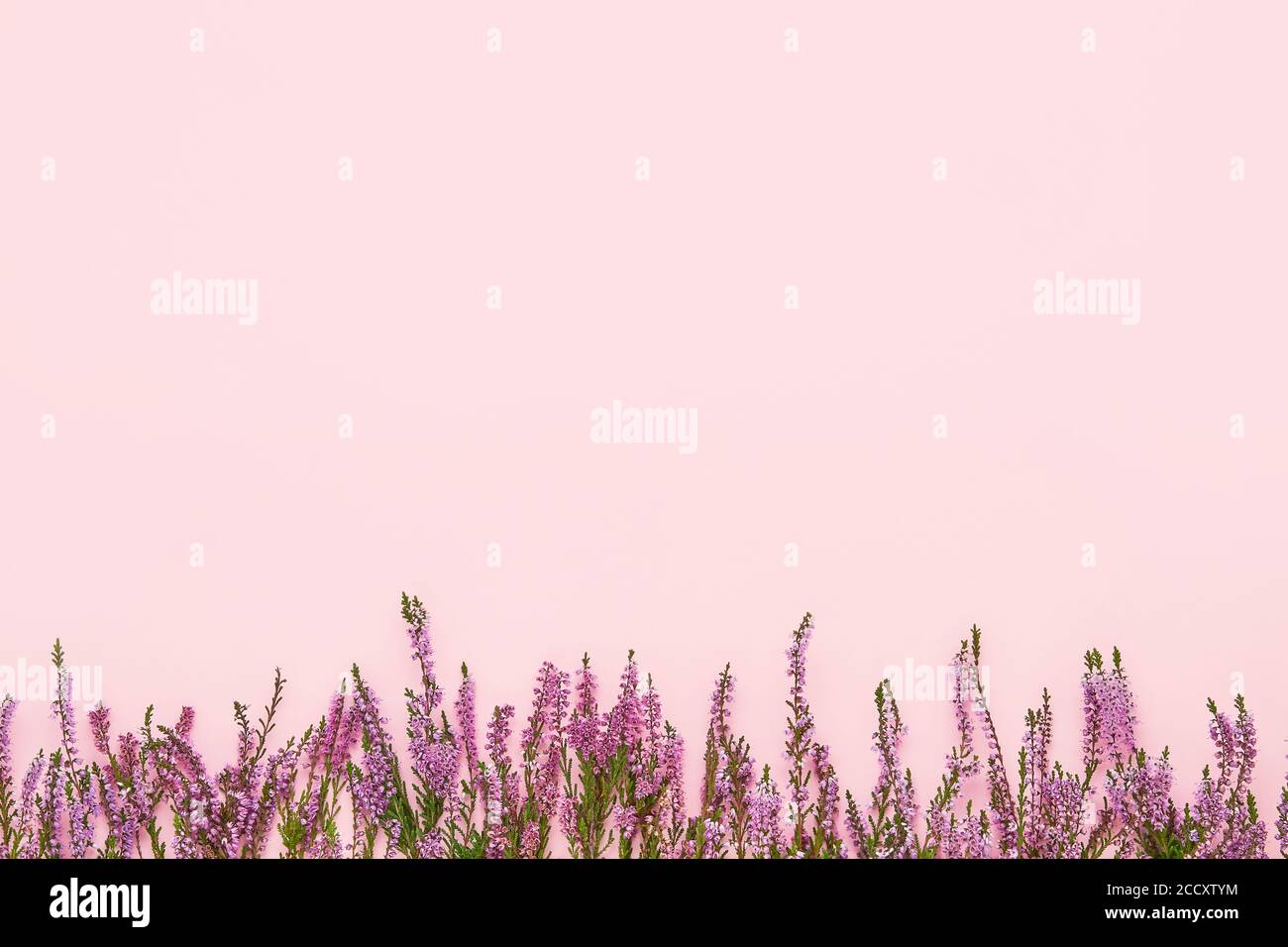 A border of Pink Common Heather flowers on a pink background. Copy space, top view. Flat lay Stock Photo