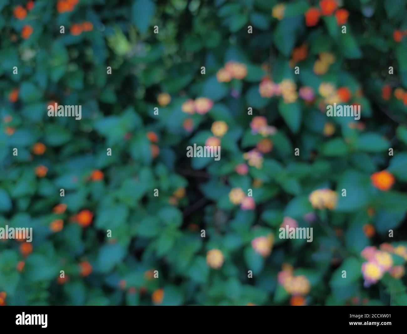 Blurred garden flower bed hi-res stock photography and images - Alamy
