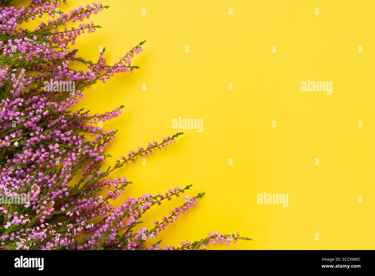 Pink Common Heather flowers on a bright yellow background. Copy space, top view. Flat lay, selective focus Stock Photo