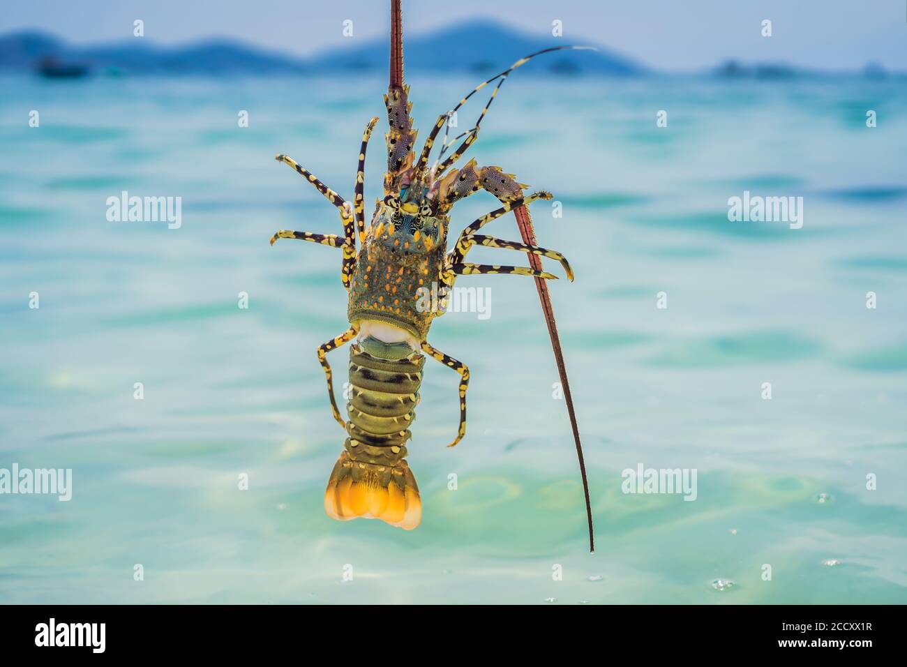 Lobster in the hands of a diver. Spiny lobster inhabits tropical and subtropical waters Stock Photo