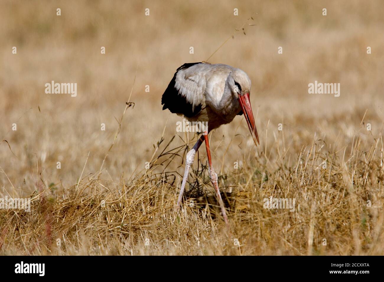 Rower stork hi-res stock photography and images - Alamy