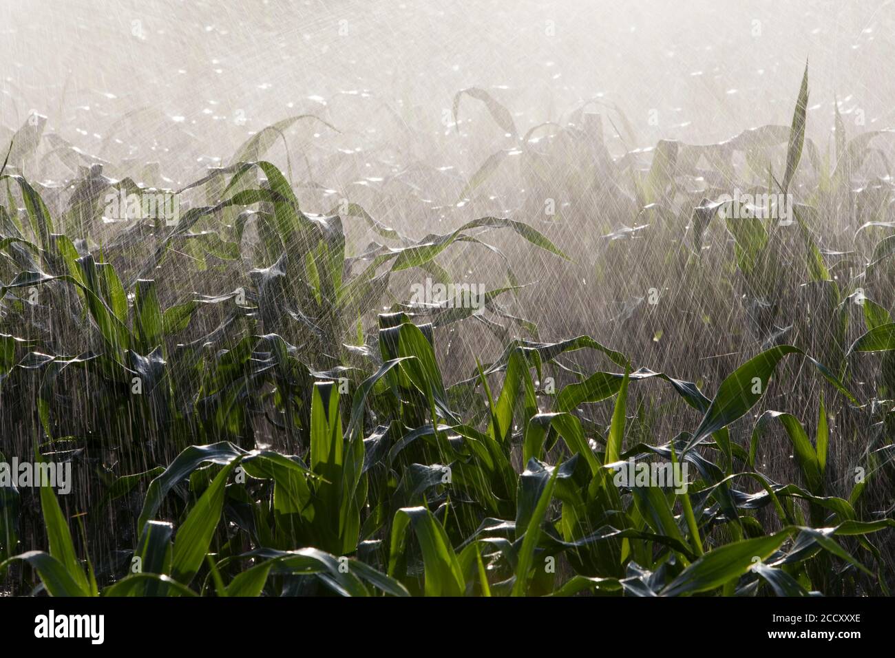 Corn Crops with water Irrigation System near Luis Eduardo Magalhaes, Bahia, Brazil Stock Photo