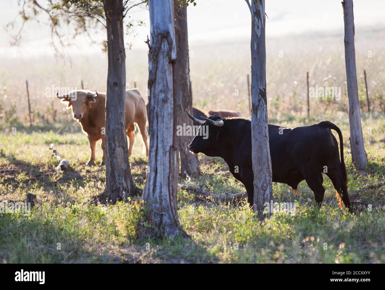 Bullfighting bulls grazing on pasture, province of Cadiz, Spain Stock Photo