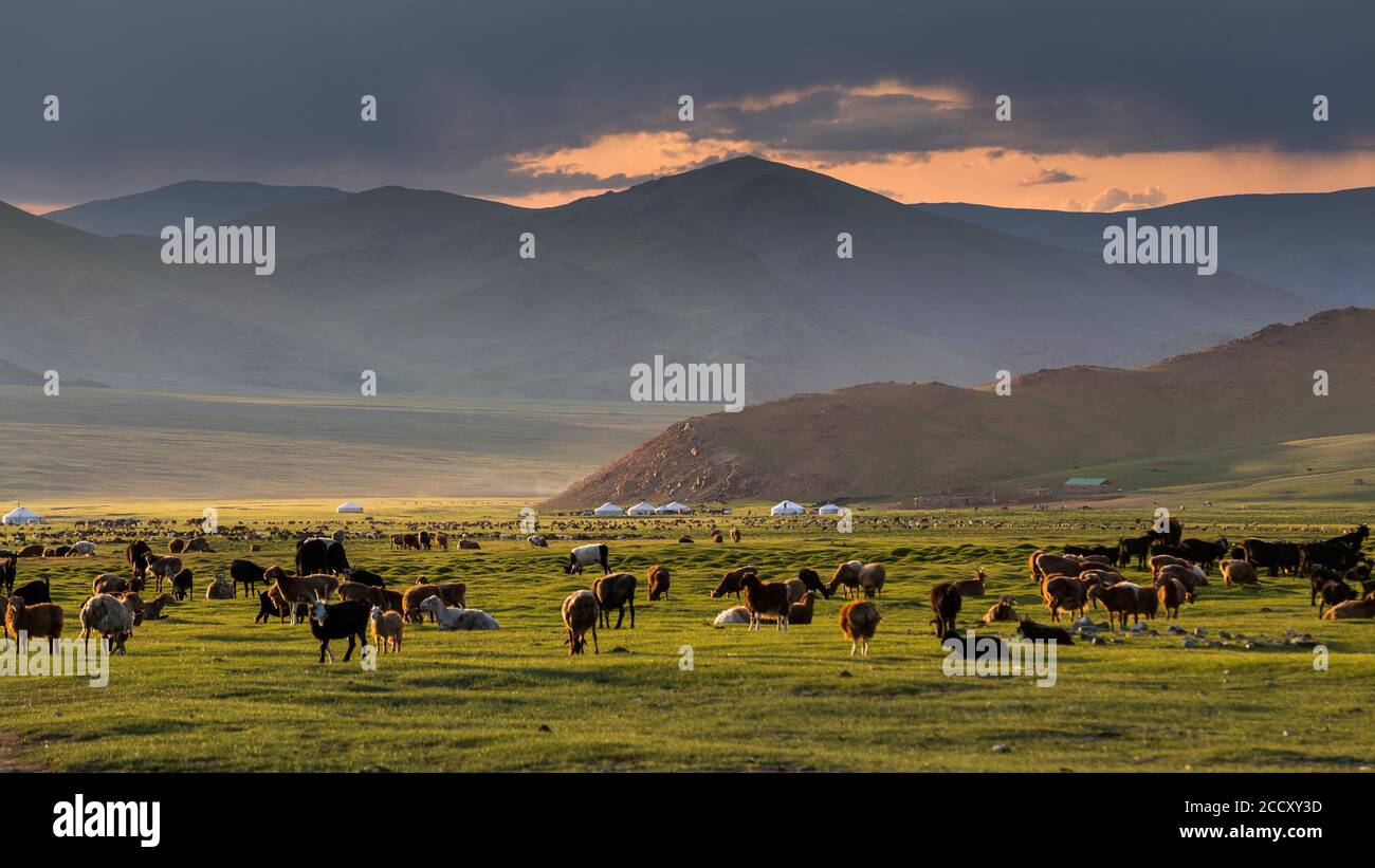 Peaceful evening. Mount Tsambagarav summer camp. Bayan-Ulgii province. Mongolia Stock Photo