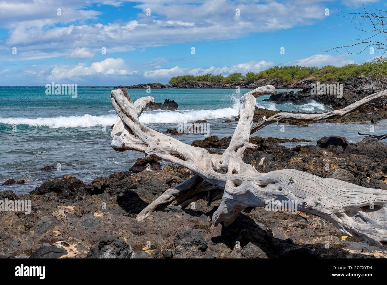 Dead tree, popular beach at the west coast, Hapuna Beach State Recreation Area Waialea Bay Section, Big Island, Hawaii Stock Photo