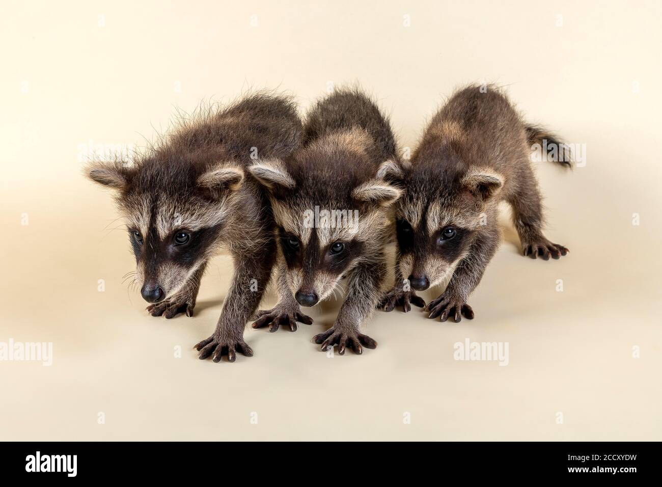 Three raccoons hi-res stock photography and images - Alamy
