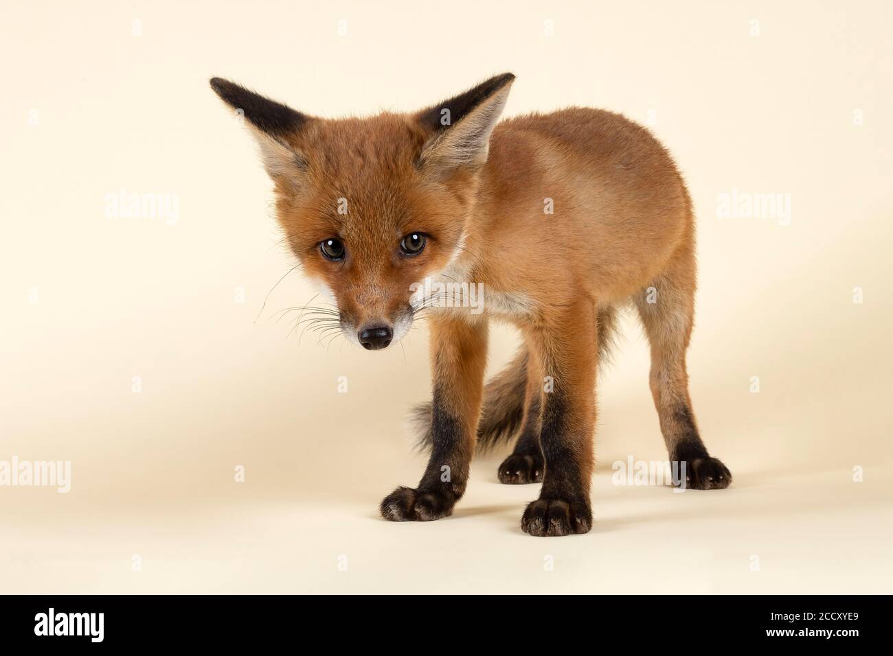 Red fox (Vulpes vulpes), stands undecided, young animal, captive, 8 weeks, studio recording, Austria Stock Photo