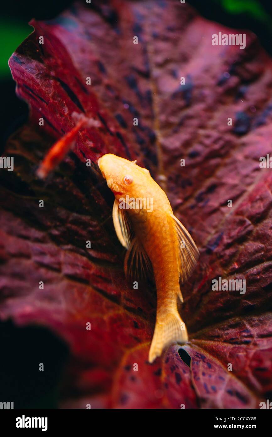 Yellow Ancistrus albino in a freshwater aquarium. Stock Photo