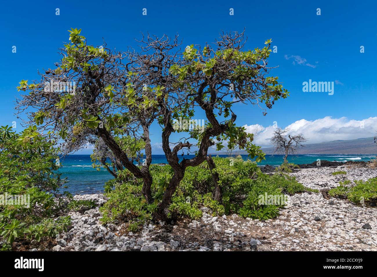 Lava and corals with gnarled trees, Holoholokai Beach Park, Big Island, Hawaii, USA Stock Photo