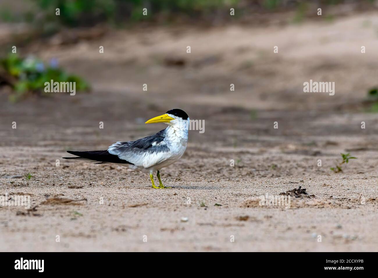 Large-billed tern, also synonym Sterna simplex (Phaetusa simplex), Pantanal, Mato Grosso, Brazil Stock Photo