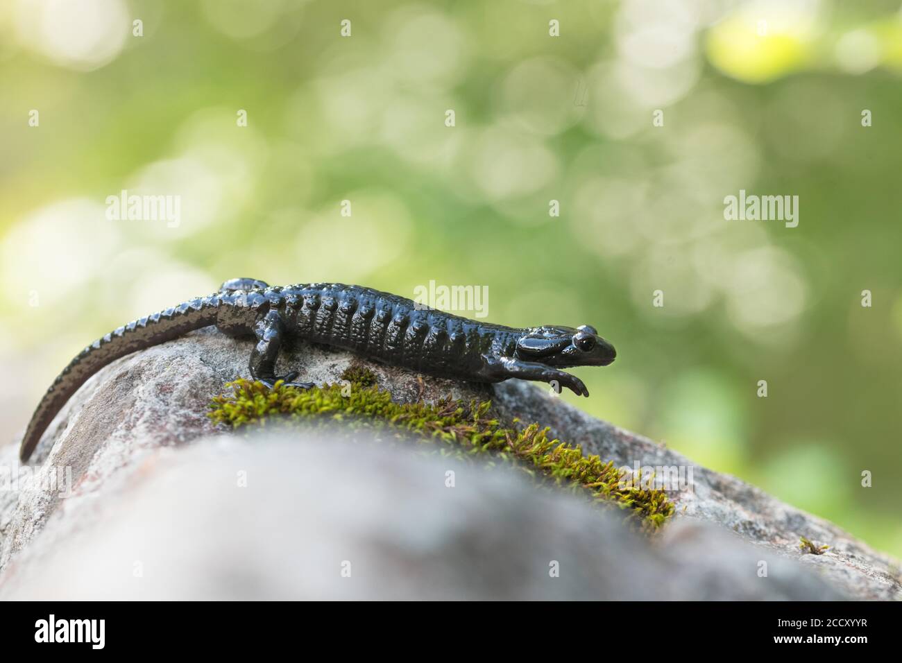 Alpine Salamander (Salamandra atra), walks on rock with moss, Allgaeu, Bavaria, Germany Stock Photo